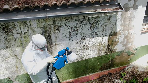 Mold Removal service in Zieglerville